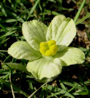  Female flower